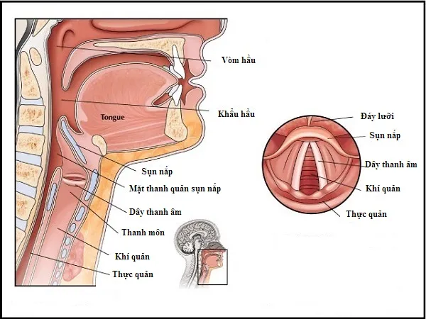Hiểu rõ cấu tạo cơ quan phát âm giúp học viên điều tiết hơi thở hiệu quả
