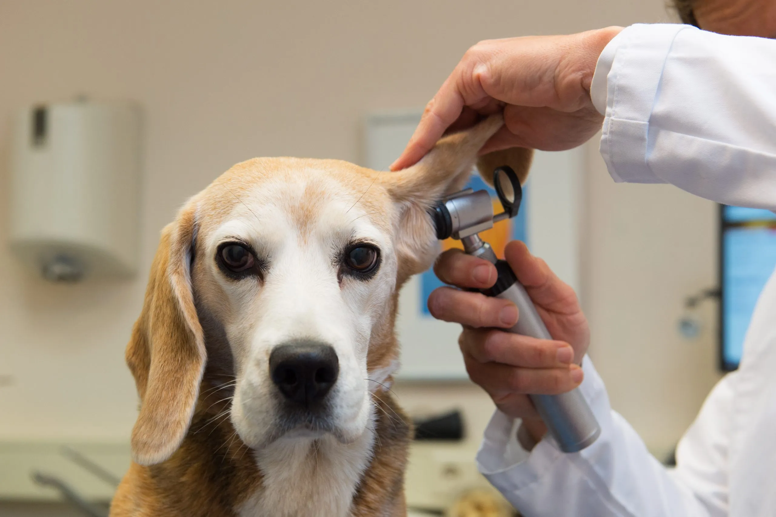 ear-dog-scaled-1 Quan sát kỹ các đặc điểm lâm sàng giúp bạn chọn được chú chó khỏe mạnh
