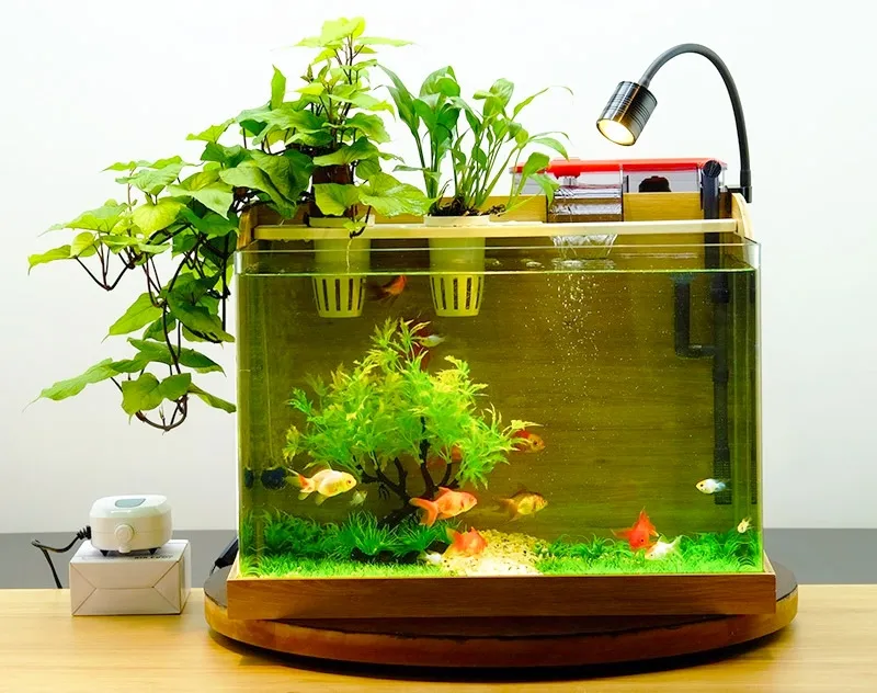 Bố trí bể cá mini hợp phong thủy giúp thu hút tài lộc và năng lượng tích cực