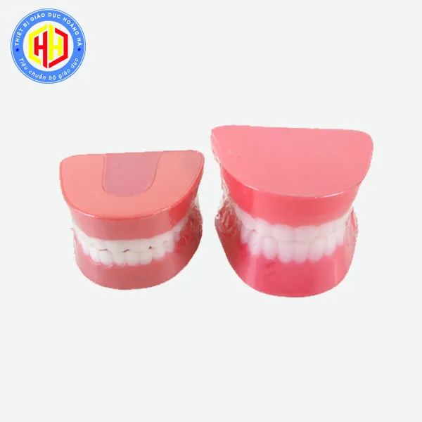 mo-hinh-ham-rang-1 Giáo dục thói quen vệ sinh răng miệng thông qua các hoạt động trực quan sinh động