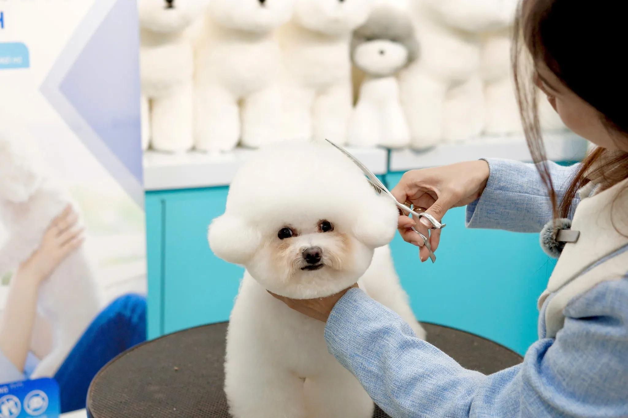 poodle_kieu_mat_han_quoc Đội ngũ kỹ thuật viên lành nghề với đôi bàn tay khéo léo mang lại diện mạo mới cho thú cưng